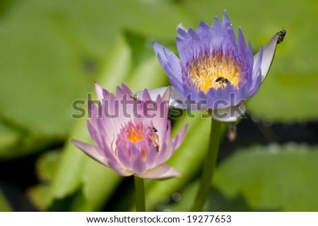 Image of Lotus Flowers, a symbol of Buddhism, and bees taken at a palace in Thailand.