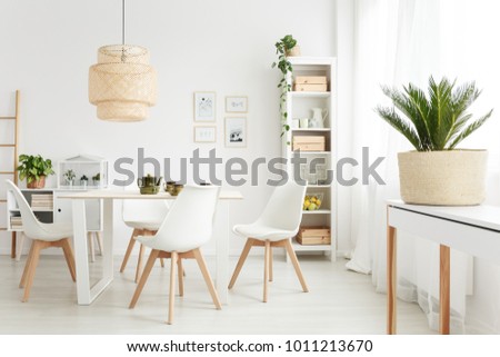 Palm plant on white console table standing near the window in bright dining room interior with plastic chairs