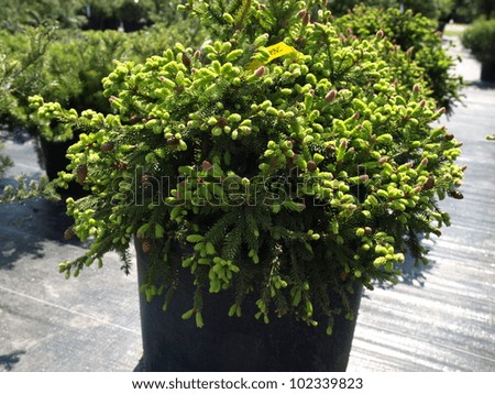 conifers plant