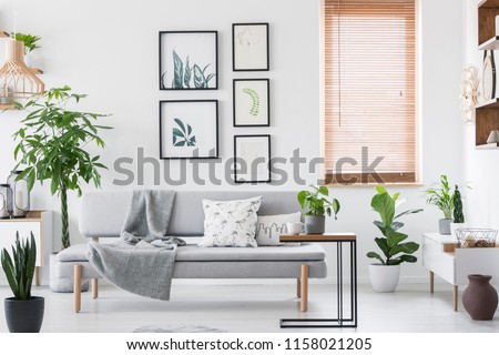 Gallery with plant posters hanging on wall in real photo of bright living room interior with window with wooden blinds and grey sofa with cushions and blanket