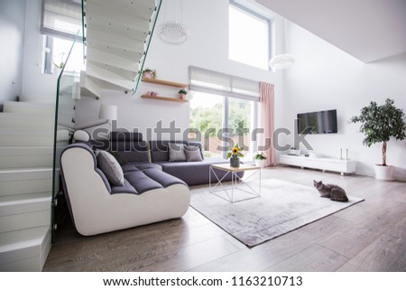 Cat in a modern living room interior with a corner sofa, stairs, TV and balcony window. Real photo