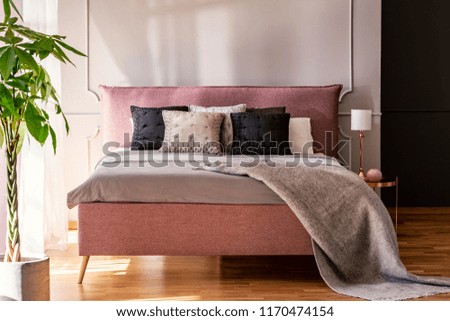 Black and grey pillows on pink bed in pastel bedroom interior with palm and lamp. Real photo