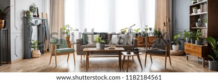 Vintage style living room interior with windows with curtains, grey and mint armchairs, sofa with pillows and many fresh plants