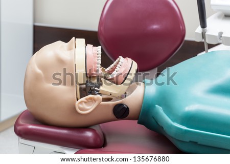 Plastic model with teeth at dentist office