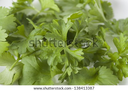 Close up of green fresh coriander leaves