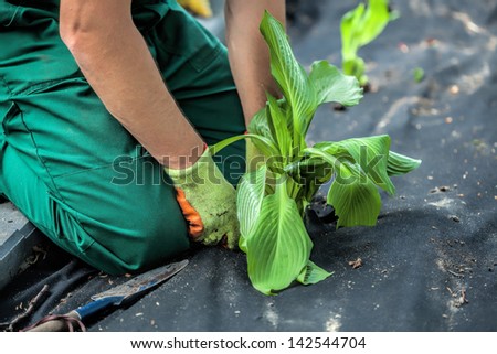 Gardener seeds plant into weed barrier sheet