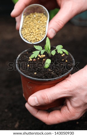 Gardener fertilizes young plant with granules