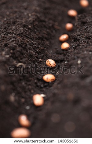 Close up of line of bean seeds in hole