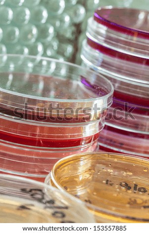 Colourful petri dishes in laboratory in front of the test tubes
