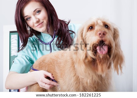 Female vet during check-up with dog