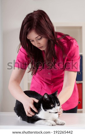 Kitten having a check-up at veterinary office