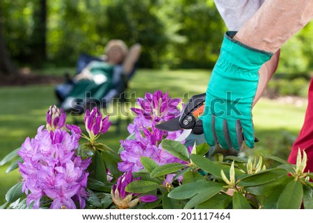 Man cut beautiful flowers in the garden