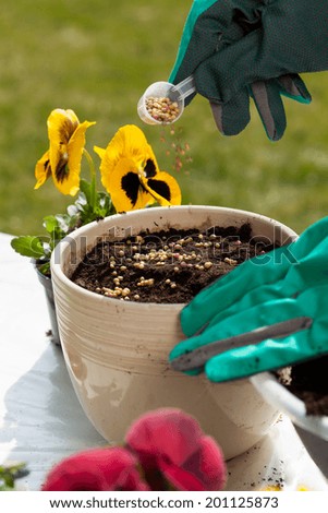 Hands in protective gloves planting seeds into flower pot