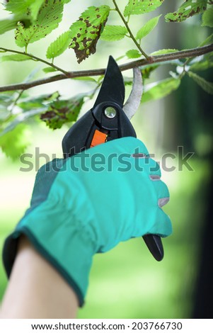 Gardener uses pruner in a garden, vertical