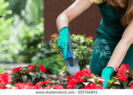 Woman planting flowers in a garden, horizontal