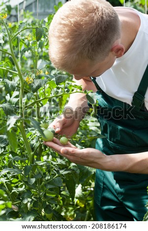 Gardener working in greenhouse and caring about tomatoes