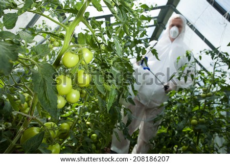 Man with spray for tomatoes in greenhouse
