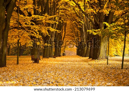 Beautiful golden trees along the park alley in autumn