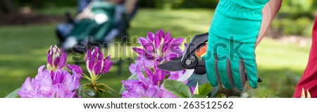 Man cut beautiful flowers in the garden