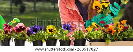 Colorful pansy flowers in pots and young gardener