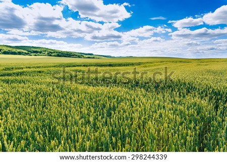 Wheat field . green field with ears of wheat in the summer