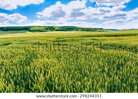 Wheat field . green field with ears of wheat in the summer
