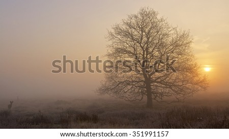 March sunrise on Dutch heather with oak tree and two roe deer on the left, The Netherlands