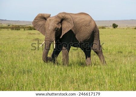 elephant with big ears