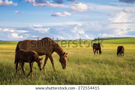 horses on the field, big and little horse
