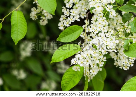 flowers of bird cherry tree on the background blurry green leaves