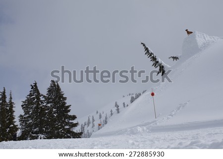 A Dog Looks at a Large Ski and Snowboard Jump in the Mt Baker Back Country in a Snow Filled Landscape