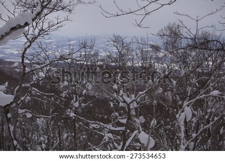Niseko, Hokkaido/Japan Wilderness Filled With Birch Trees and Snowy Mountains