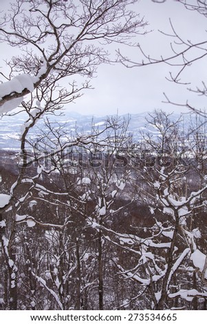 Niseko, Hokkaido/Japan Wilderness Filled With Birch Trees and Snowy Mountains