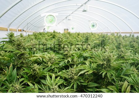 Large Indoor Marijuana Commercial Growing Operation With Fans, Greenhouse, Equipment For Growing High Quality Herb. Cannabis Field Growing For Legal Recreational Use in Washington State