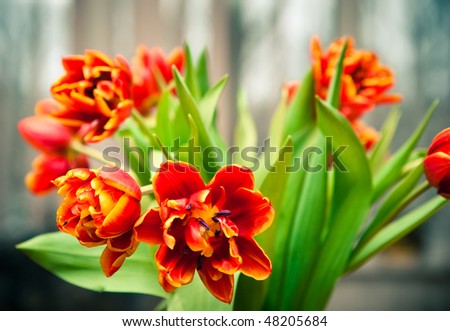 Large bouquet of peony tulip