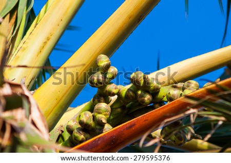 Sugar palm fruits on palm tree.