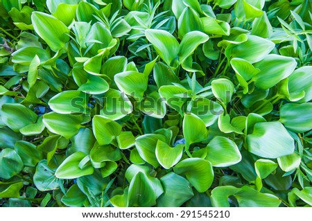 water hyacinth filed in river