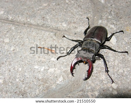 Common stag beetle (rare species from Red Book, Latin name: \