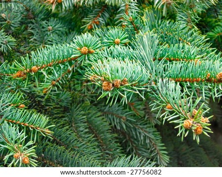 Green fir branches