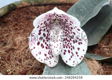 Lady slipper orchid subfamily Cypripedioideae of the flowering plant family Orchidaceae.