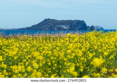 Flowers in Jeju Island
