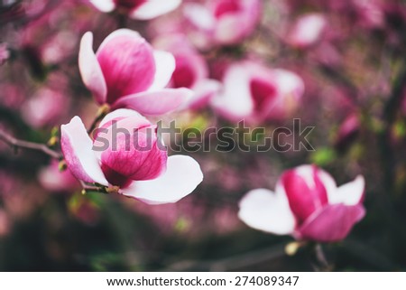 Beautiful magnolia blossoms in the spring, white and pink magnolia blooming