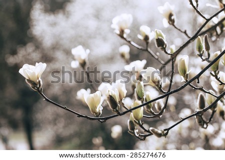 Beautiful white magnolia blossoms in the spring