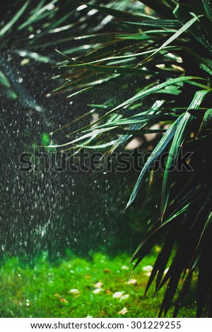 Rain drops in the palm grove illuminated by the sun