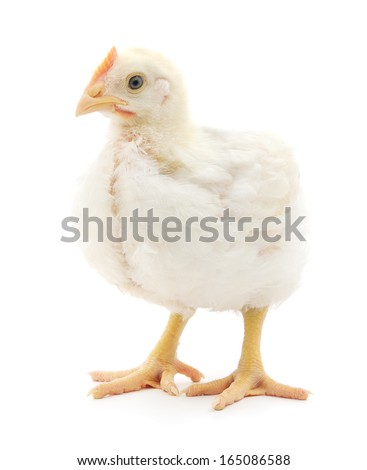 white hen isolated on white studio shot white hen isolated on white studio shot