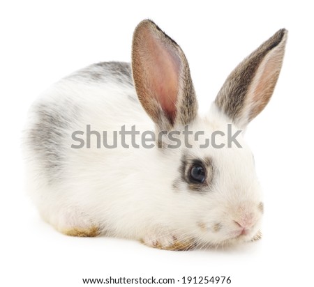 Isolated image of a white bunny rabbit.
