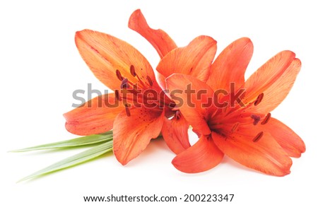 Two lilies isolated on a white background