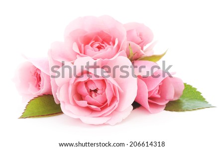 beautiful pink roses on a white background