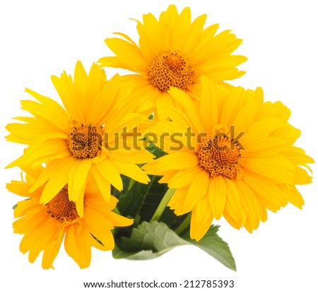 Bouquet yellow flowers isolated on the white