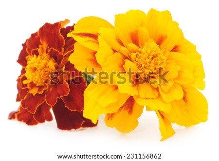 Two yellow flowers isolated on the white